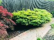 Acer Palmatum "Little Princess" C20