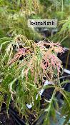 Acer Dissectum "Toyama Nishiki" C2,4