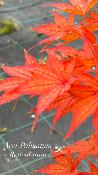 Acer Palmatum "Reticulatum" C2,4