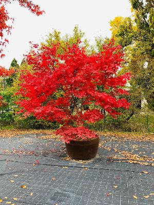 Acer Palmatum "Osakazuki" C2,4