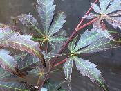 Acer Shirasawanum "Yasemin" C2,4