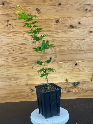 Acer Shirasawanum "Jordan" C2,4