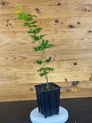 Acer Shirasawanum "Jordan" C2,4