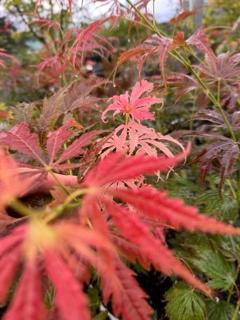 Acer Palmatum "Divine" C2,4