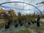 Acer Palmatum "Semis" C45