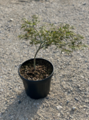 Acer Dissectum "Ornatum" C10