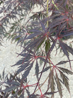 Acer Dissectum "Garnet" C20