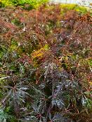 Acer Dissectum "Orangeola" C5