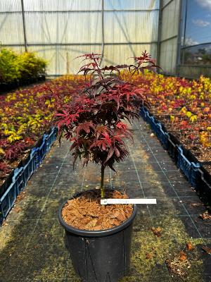 Acer Palmatum "Shaina" C5