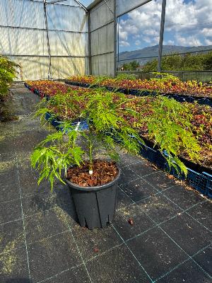 Acer Dissectum "Viridis" C5