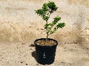 Acer Palmatum "Shishigashira" C20