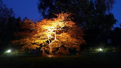Acer Dissectum "Green Globe" C15