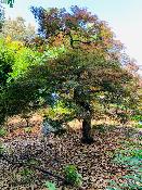 Acer Dissectum "Nigrum" C20