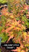 Acer Palmatum "Wilson's Pink Dwarf" C2,4