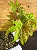 Acer Shirasawanum "Automn Moon" C2,4