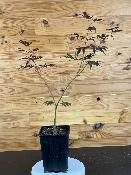 Acer Shirasawanum "Yasemin" C2,4