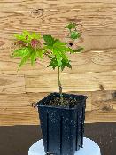 Acer Shirasawanum "Moon Rise" C2,4