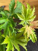 Acer Japonicum "Vitifolium" C2,4