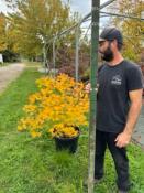 Acer Palmatum "Semis" C45