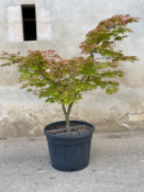 Acer Palmatum "Osakazuki" C90