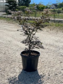 Acer Palmatum "Burgundy Lace" C20