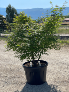 Acer Palmatum "Arakawa" C15