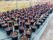 Acer Palmatum "Semis" C10