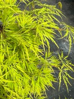 Acer Dissectum "Van Der Maat"