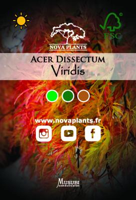 Acer Dissectum "Viridis" C3