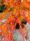 Acer Dissectum "Ornatum FG" C15