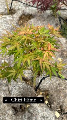 Acer Palmatum "Chiri Hime" C12 Déco