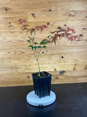 Acer Palmatum "Ariadne" C2,4