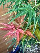 Acer Palmatum "Scolopendrifolium" C2,4