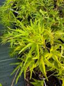 Acer Palmatum "Kamagata" C2,4