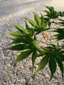 Acer Palmatum "Chitoseyama" C45