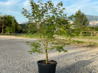 Acer Palmatum "Arakawa" C25