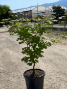 Acer Japonicum "Vitifolium" C45