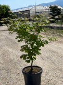 Acer Japonicum "Vitifolium" C15