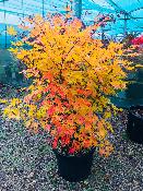 Acer Palmatum "Semis" C45