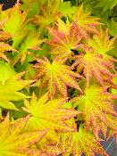 Acer Shirasawanum "Autumn Moon" C25
