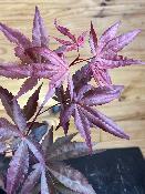 Acer Palmatum "Fire Glow" C2,4