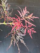 Acer Dissectum "Stella Rossa" C2,4