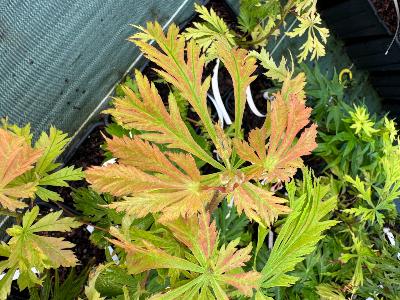 Acer Japonicum "Mai Kujaku" C2,4
