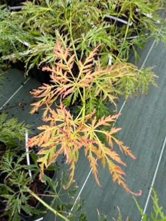 Acer Dissectum "Viridis New" C2,4