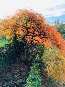 Acer Dissectum "Ornatum" C12 Déco