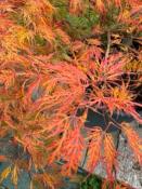 Acer Dissectum "Viridis" C45