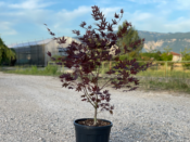 Acer Palmatum "Fire Glow" C30