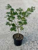 Acer Japonicum "Aconitifolium" C2,4