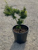 Acer Palmatum "Shishigashira" C12 Déco