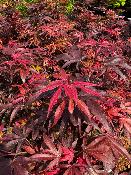 Acer Palmatum "Shaina" C5